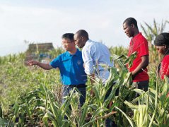 致芳华 向将来︱“玉米有了好收获” 科技小院为